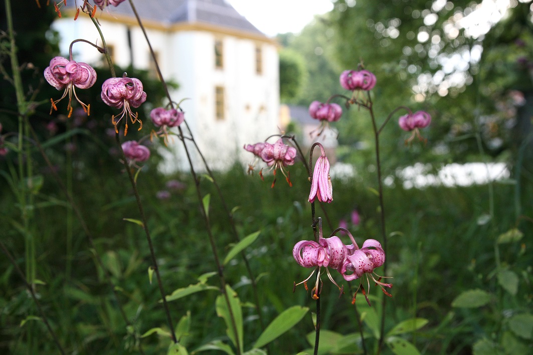 Stinzenflora op kastelen en buitenplaatsen